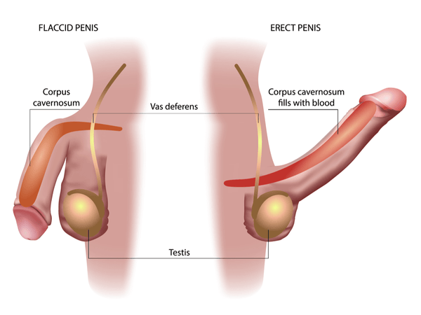 Penis Blood